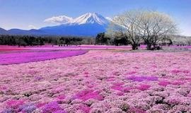 JAPAN WITH CHERRY BLOSSOM